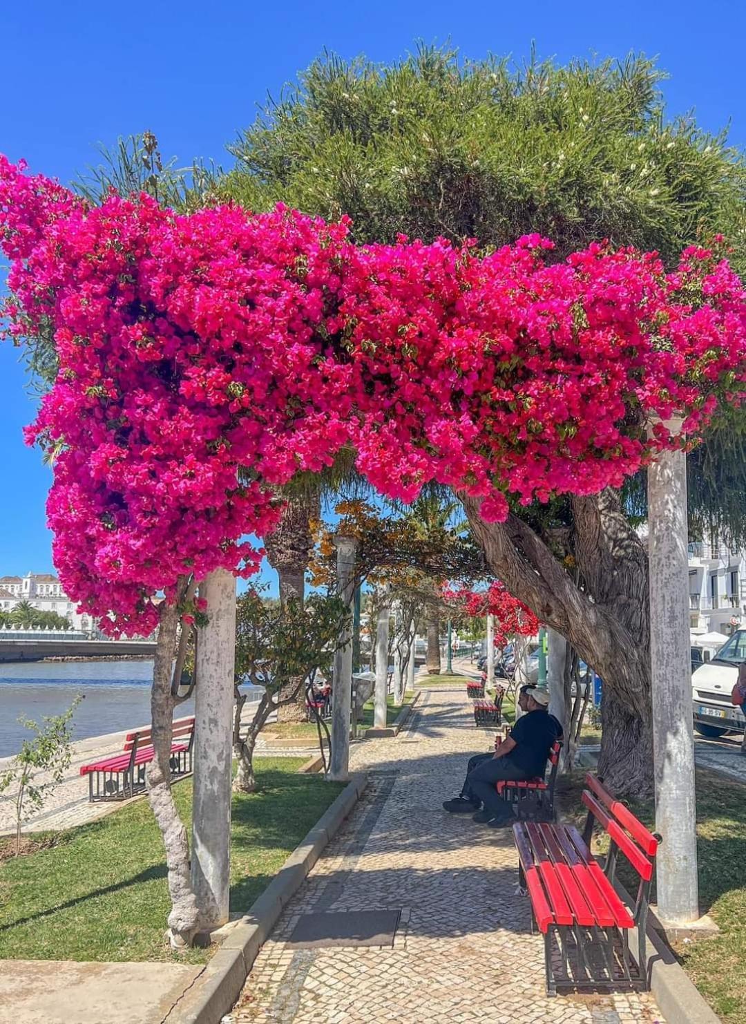 Tavira Garden Oasis Lejlighed Eksteriør billede